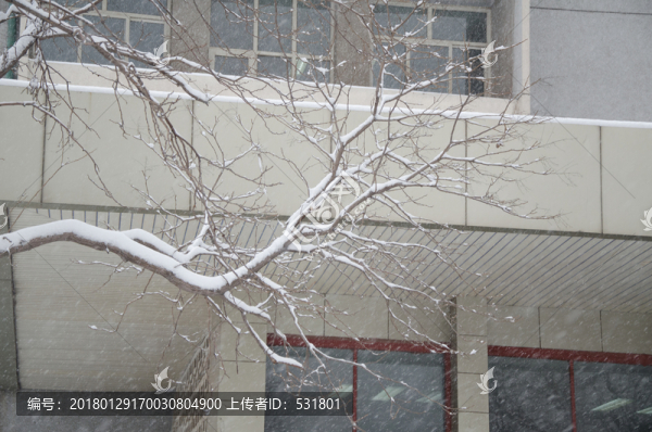 雪中的樹枝