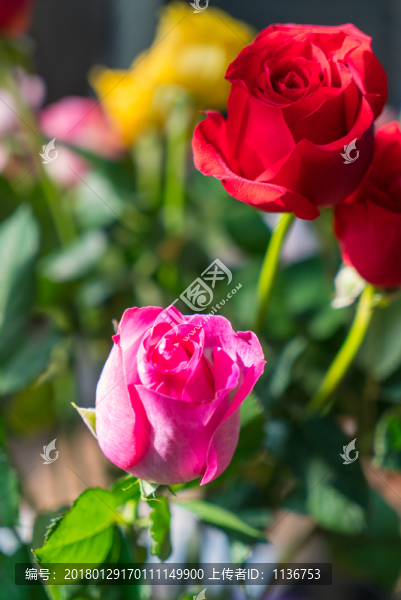 鮮花