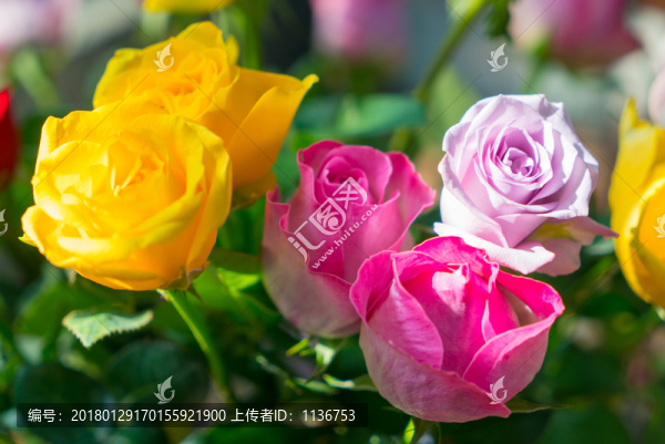 鮮花