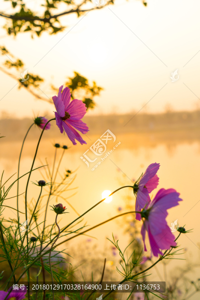 水邊的花