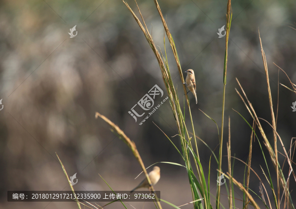 蘆葦小精