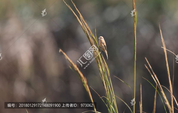 蘆葦小公主