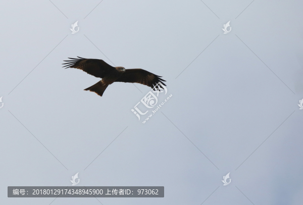 盤旋剪影