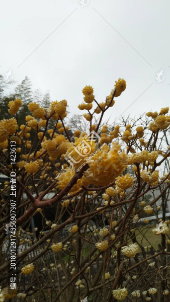 黃色花