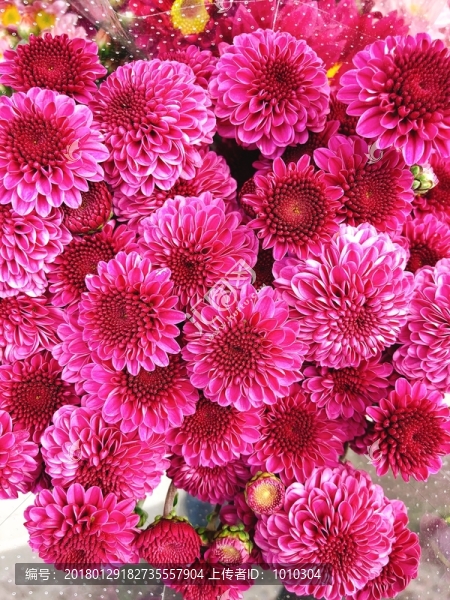 雛菊