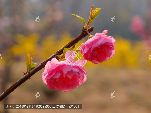 紅梅