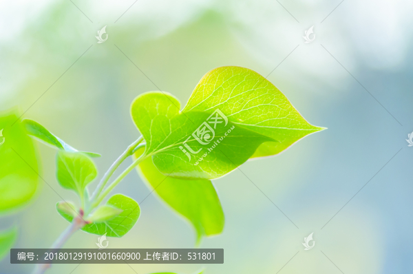 丁香葉