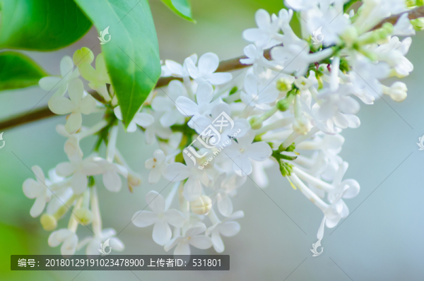 丁香花