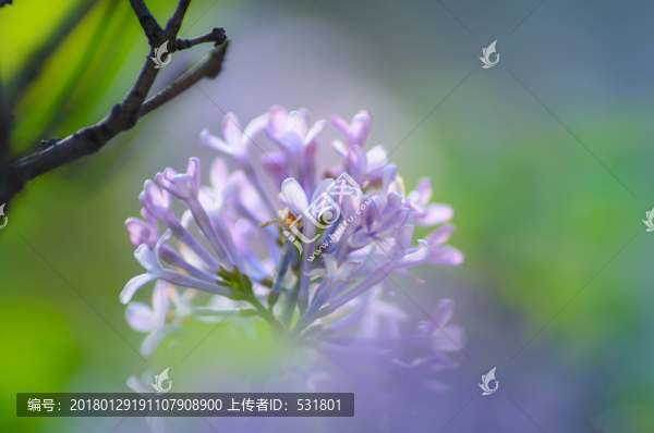 丁香花