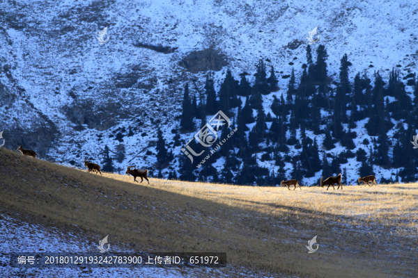 北山羊