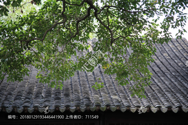 青瓦屋頂,綠樹