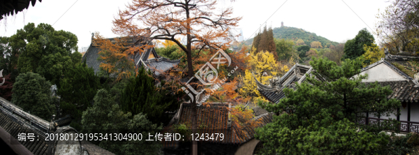 銀杏樹