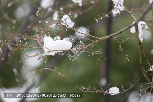 冰雪樹梢