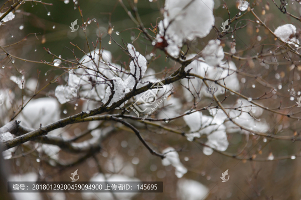冰雪樹梢