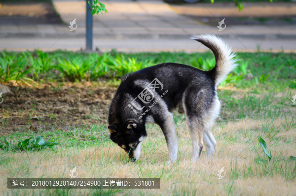 哈士奇犬