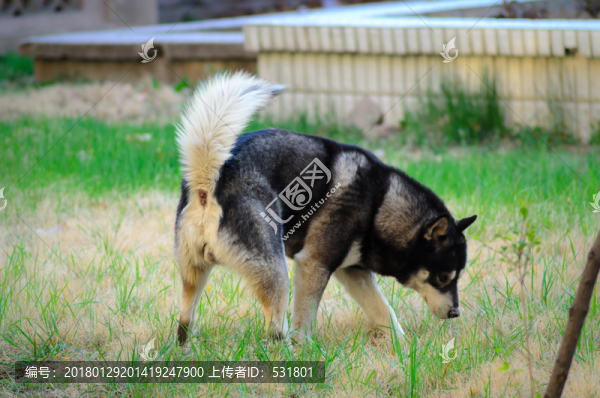 哈士奇犬