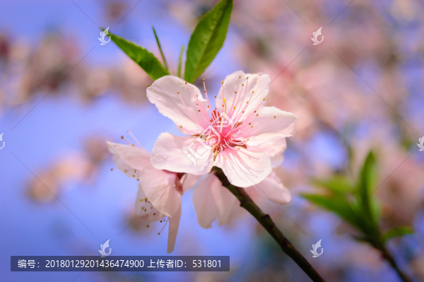桃花