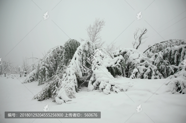 雪景
