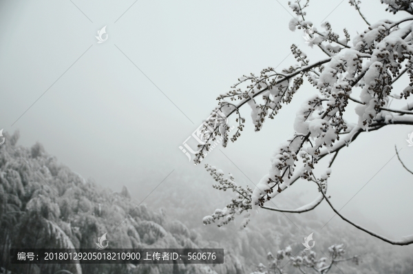 雪景
