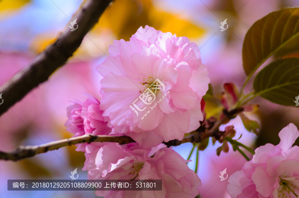 海棠花