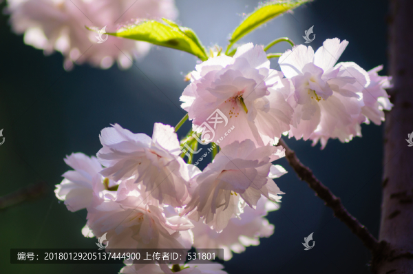 海棠花