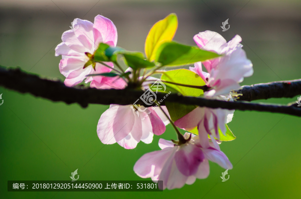 海棠花