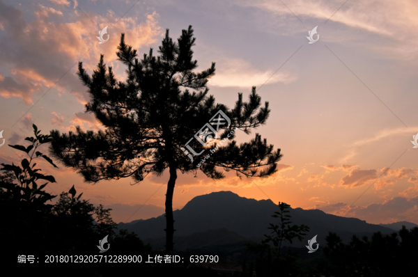 樹木剪影晚霞