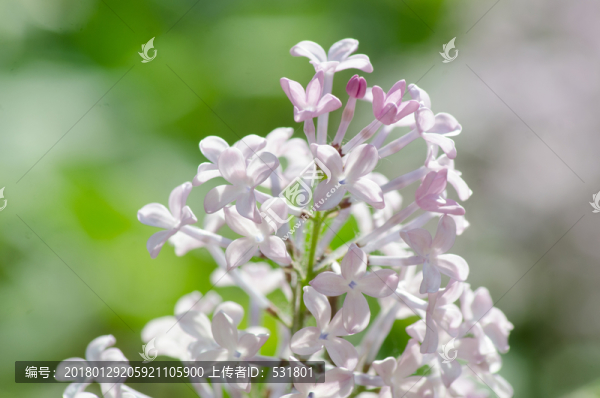 丁香花