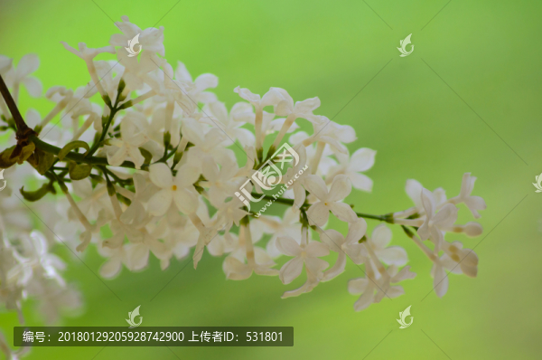 丁香花