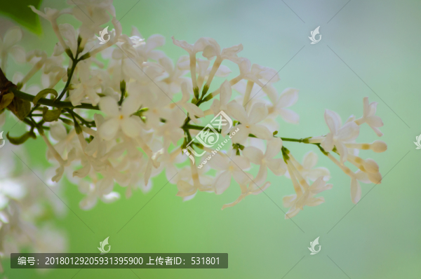 丁香花