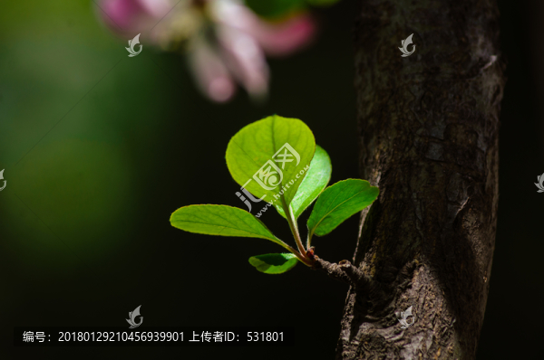 嫩葉