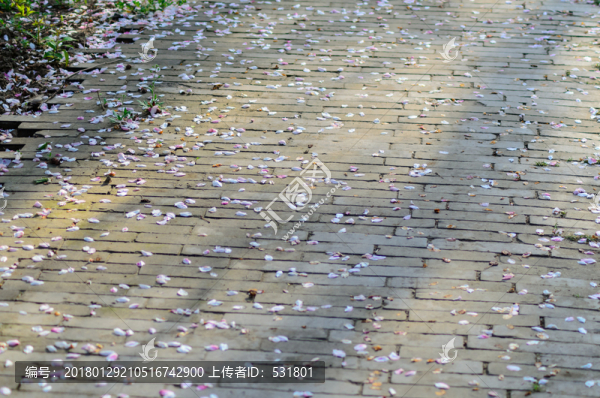 地上的花瓣