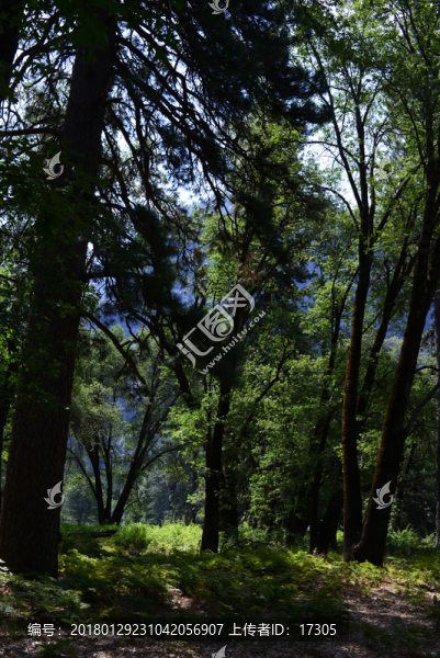 優(yōu)山美地,原始林