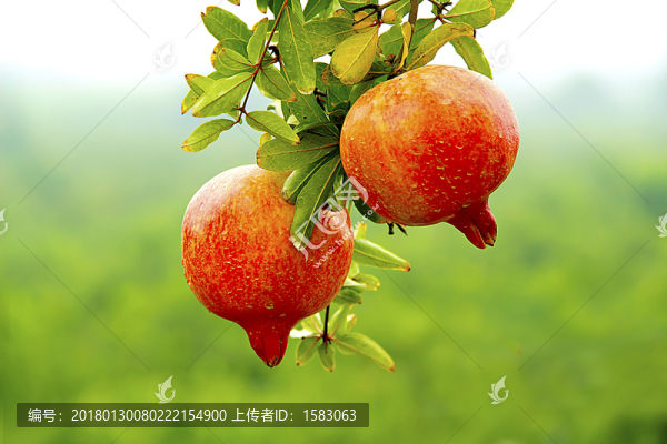 石榴