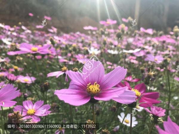 格桑花,波斯菊