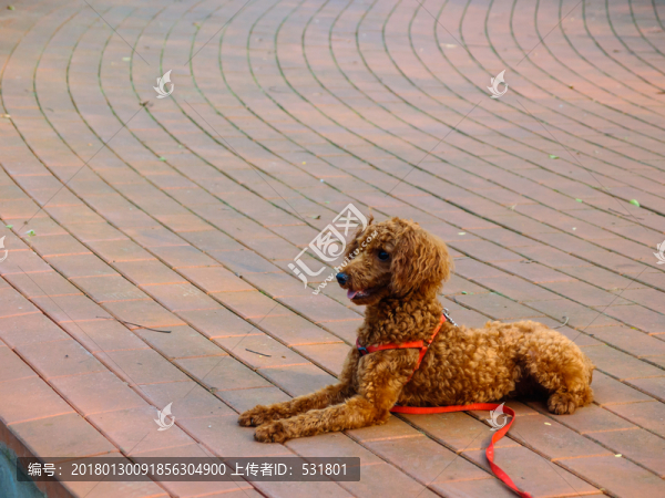 泰迪犬