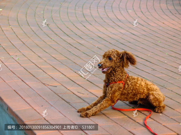 泰迪犬