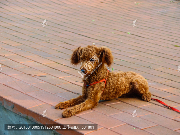泰迪犬