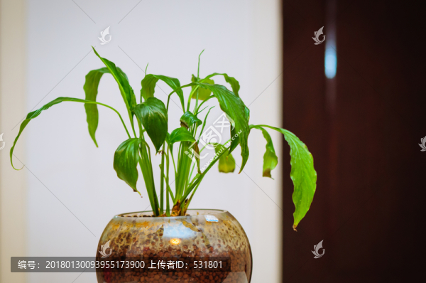 綠植