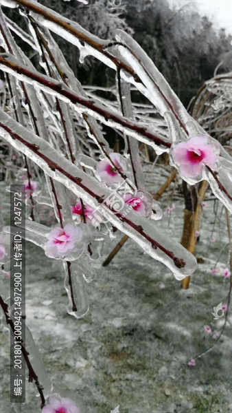 冰花