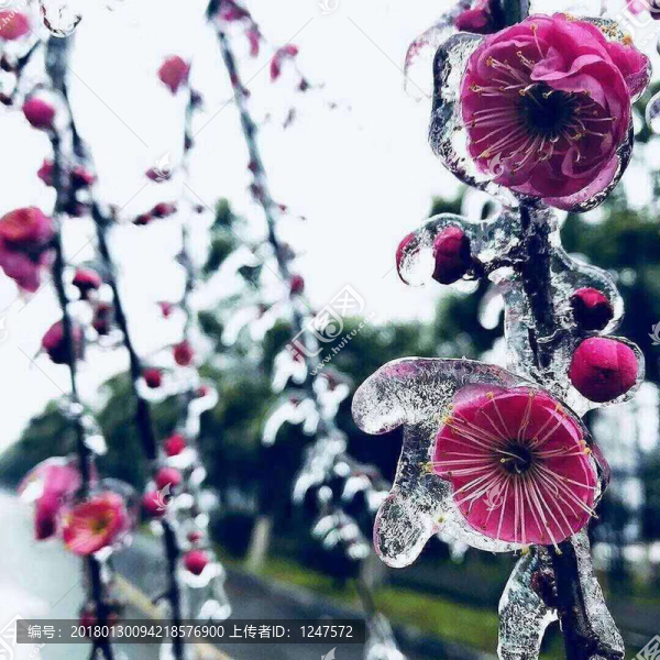 結(jié)冰的花