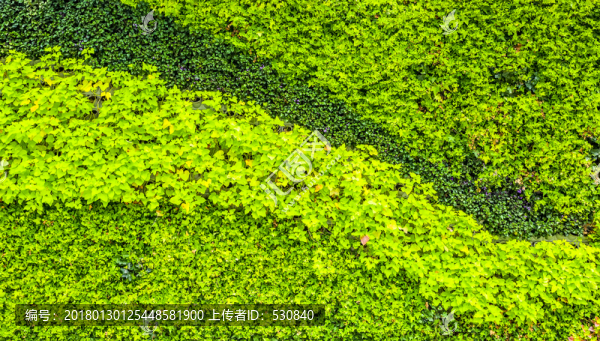 鮮花植物墻