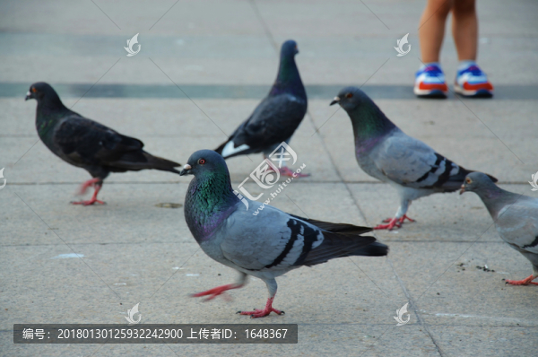 四只灰黑鴿子