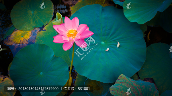 荷花