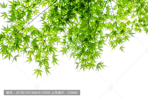 樹(shù)葉葉子綠葉