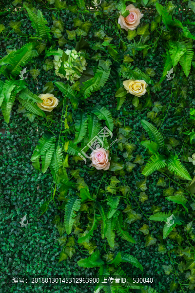 綠色植物背景