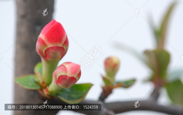 海棠花