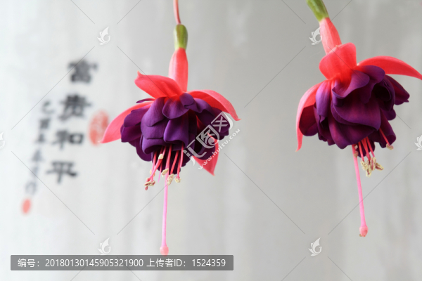 花,倒掛金鐘
