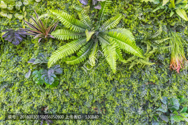 鮮花植物墻