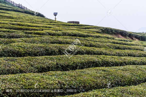 恩施富硒茶園